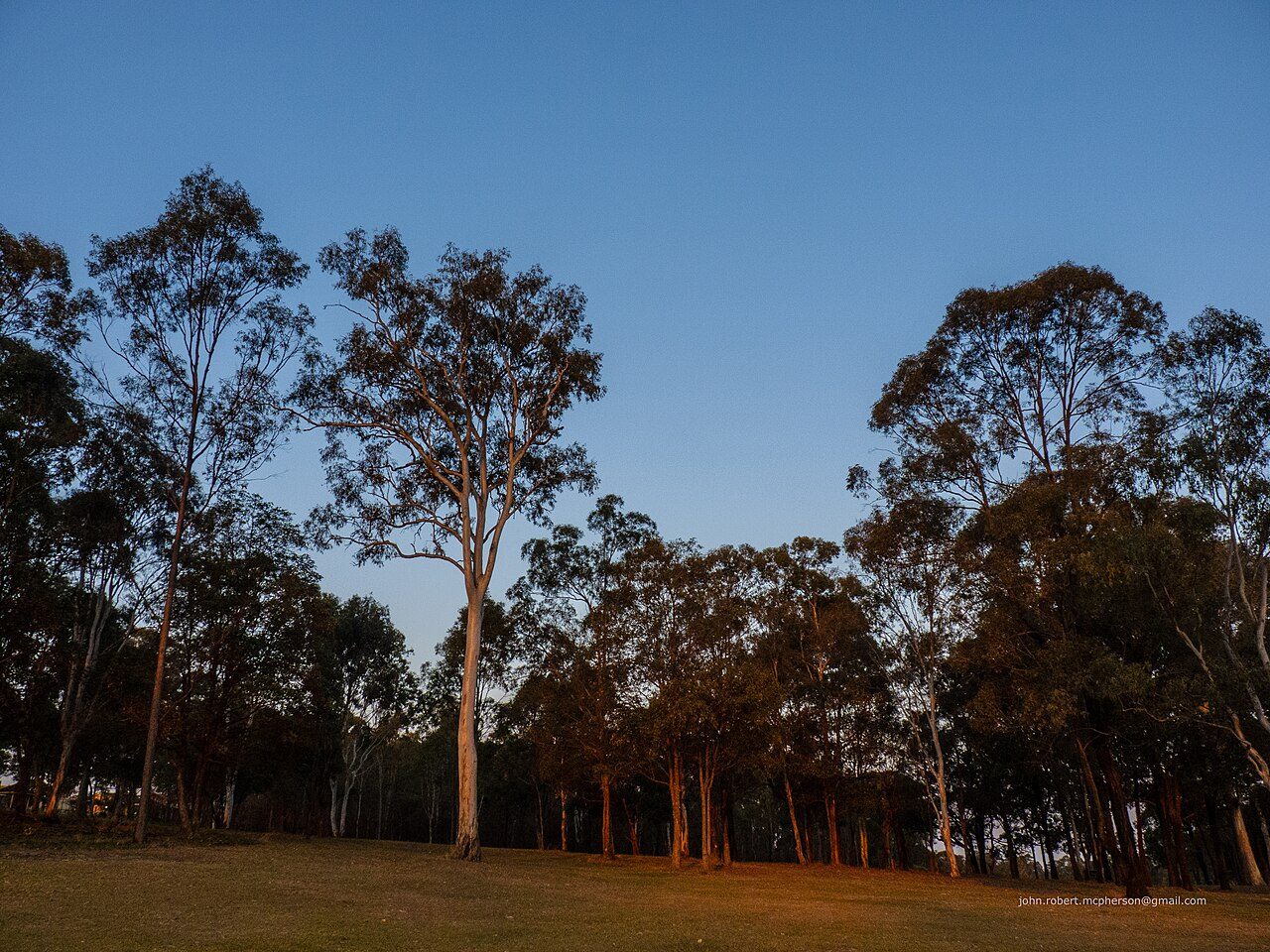 Eucalyptus forest at dusk, light through the trunks