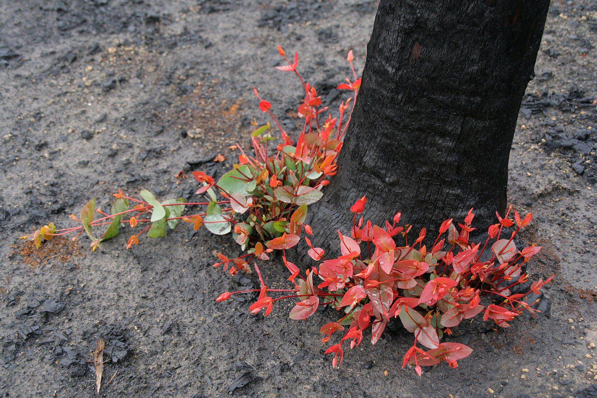 Bright red eucalypt shoots sprouting at the base of a fire-blackened trunk
